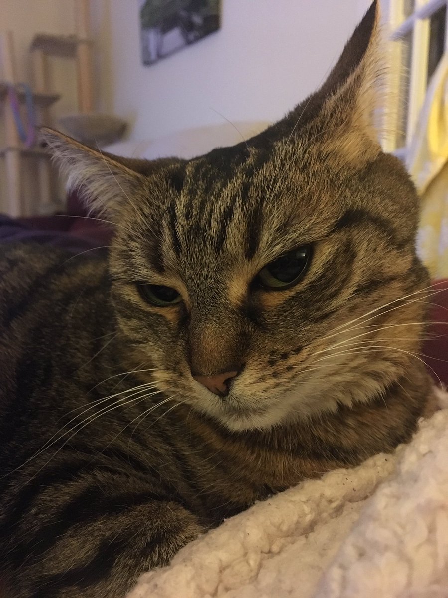 MeowKitKatMeow's tweet photo. Sleepy and a bit grumpy tonight! All I want to do is sleep and my mum keeps moving and waking me up! #letmesleep https://t.co/n03CcHRtzO