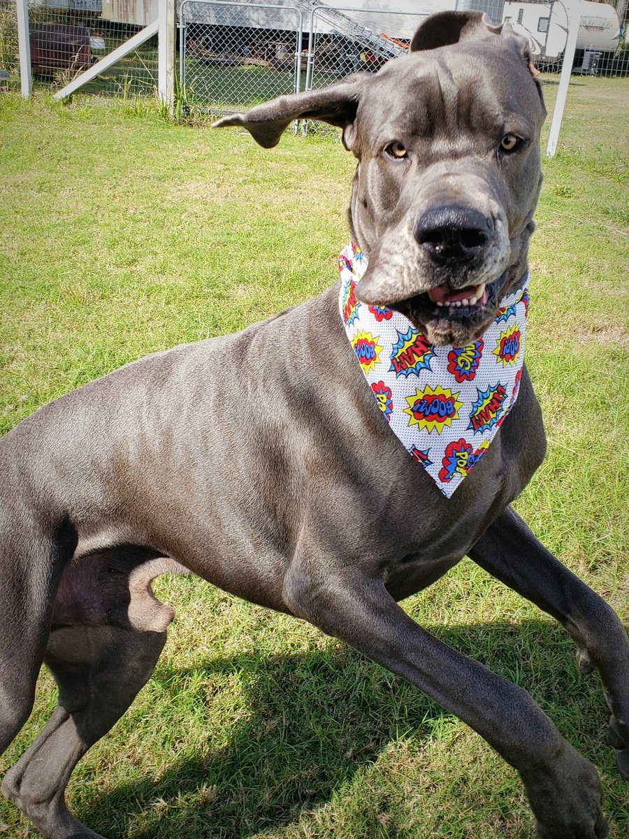 FergusGreatDane's tweet photo. 72ﾟ -enough said 🤷🏼‍♀️🌴🌞👌
#takethatbeaches #floridawinter #floridainjanuary
@dog_rates @dogcelebration 
.....
#greatdane #bluegreatdane #FergusTheBlueGreatDane #greatdanes #dogs #giantbreed #highcottongreatdanes #dogsoftwitter https://t.co/9PSuwRFmKr