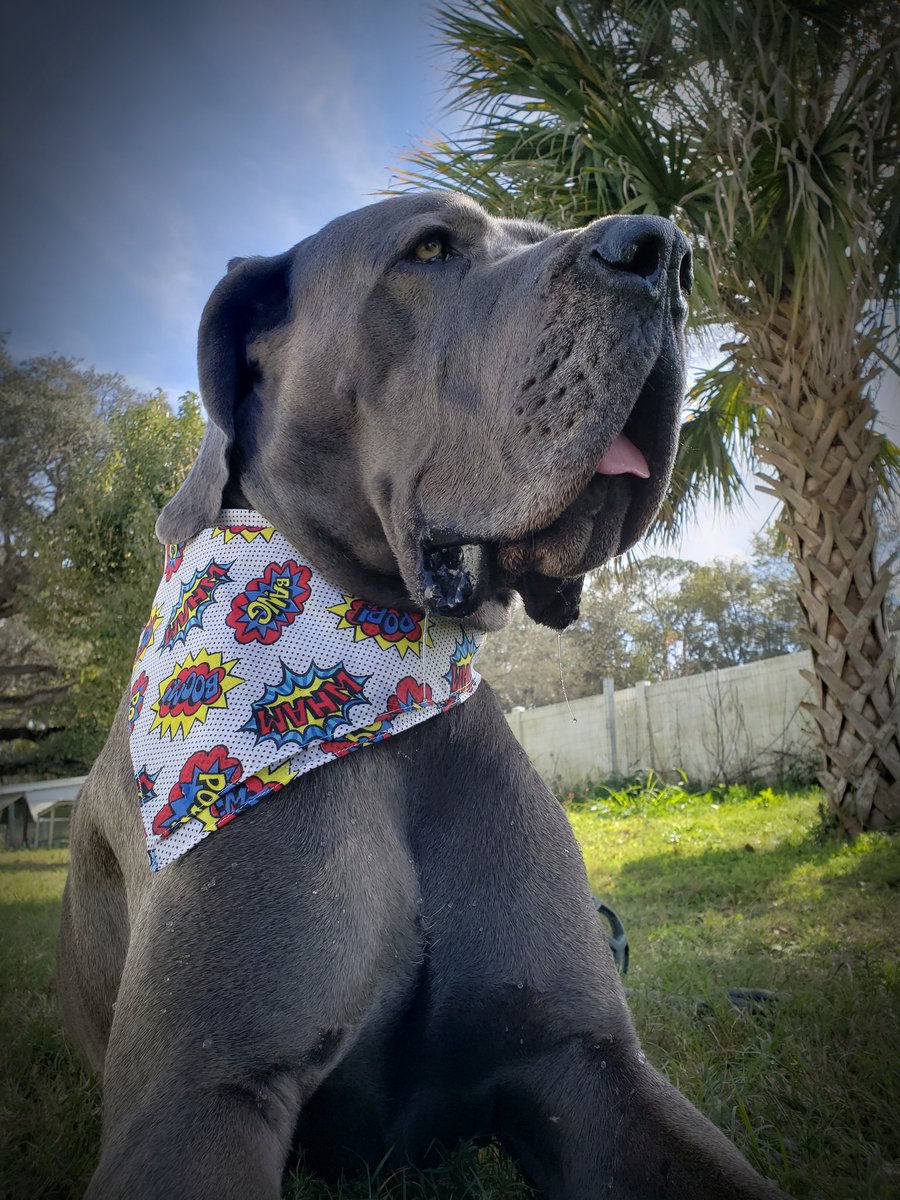 FergusGreatDane's tweet photo. 72ﾟ -enough said 🤷🏼‍♀️🌴🌞👌
#takethatbeaches #floridawinter #floridainjanuary
@dog_rates @dogcelebration 
.....
#greatdane #bluegreatdane #FergusTheBlueGreatDane #greatdanes #dogs #giantbreed #highcottongreatdanes #dogsoftwitter https://t.co/9PSuwRFmKr