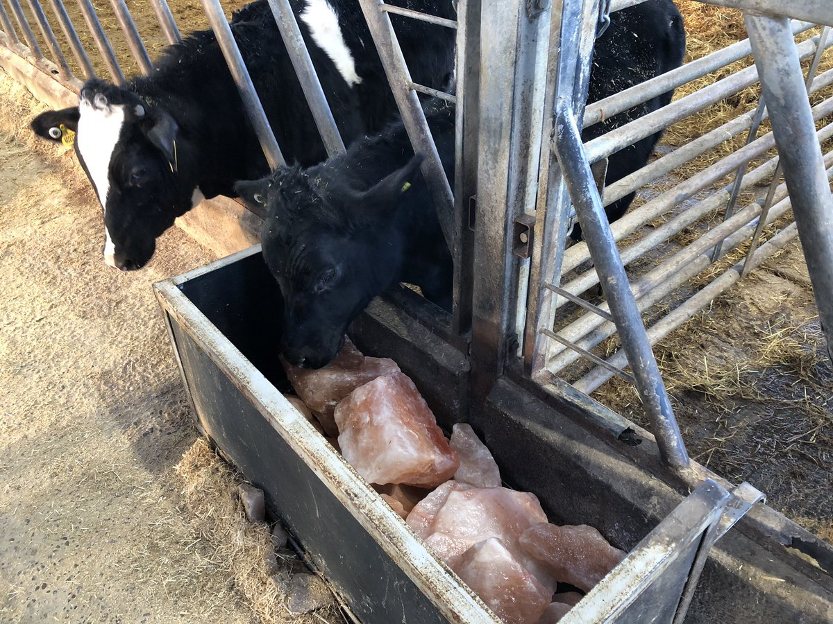 MacraSkillnet's tweet photo. One of the large scale beef farms #ybfsp visited with @dawnmeatsgroup thanks to @DunbiaGroup in England . Integrated system of calf to beef at approx 13 mths or 500kg to cater for new consumer needs @MacranaFeirme https://t.co/WRgCgYVcUN