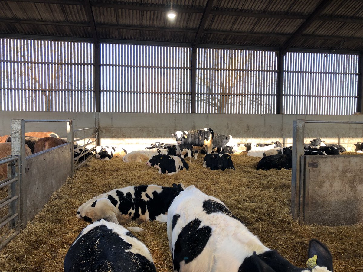 MacraSkillnet's tweet photo. One of the large scale beef farms #ybfsp visited with @dawnmeatsgroup thanks to @DunbiaGroup in England . Integrated system of calf to beef at approx 13 mths or 500kg to cater for new consumer needs @MacranaFeirme https://t.co/WRgCgYVcUN