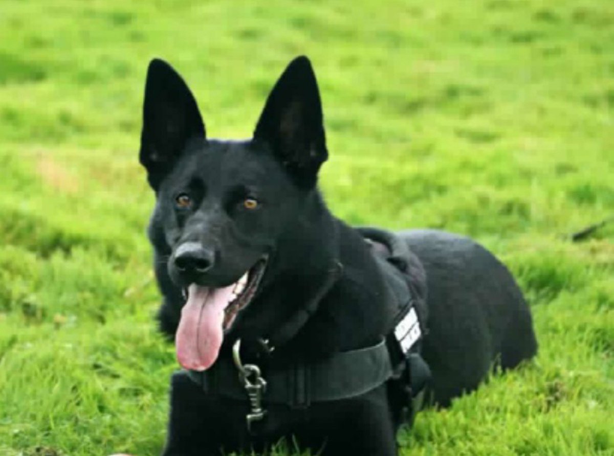 ChNWPoliceDogs's tweet photo. This morning a victim was left with a wound to the head, having been attacked by 2 suspects who made off in a stolen vehicle. The vehicle was later found and suspects had fled the scene. PD Fiona deployed, tracking &amp; locating the suspects hiding in dense, marshy undergrowth. 👏 https://t.co/w5HMPhNzjK