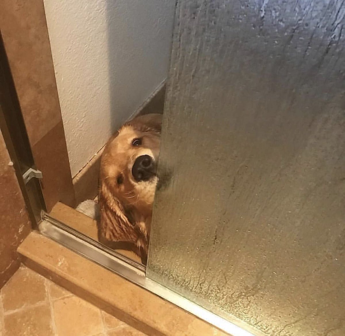 Flantasma1's tweet photo. momento de apreciar la curiosidad de los perros https://t.co/7eXt1w7zgE