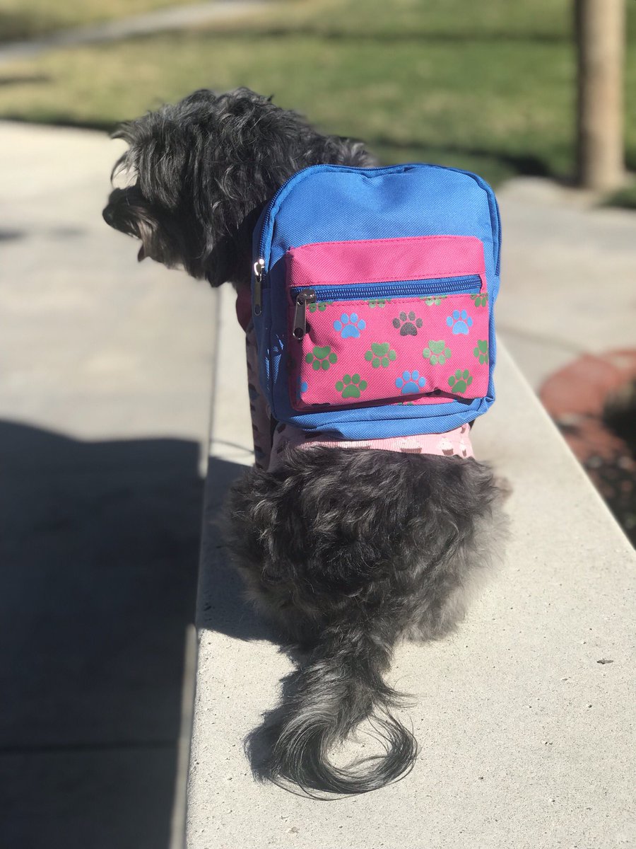 ZoeyV1's tweet photo. Got my backpack. It’s time for an adventure. #backpackkid #backpackpup #BackpackPuppy #Zoey #CutePuppy https://t.co/0V7nUoOvwq