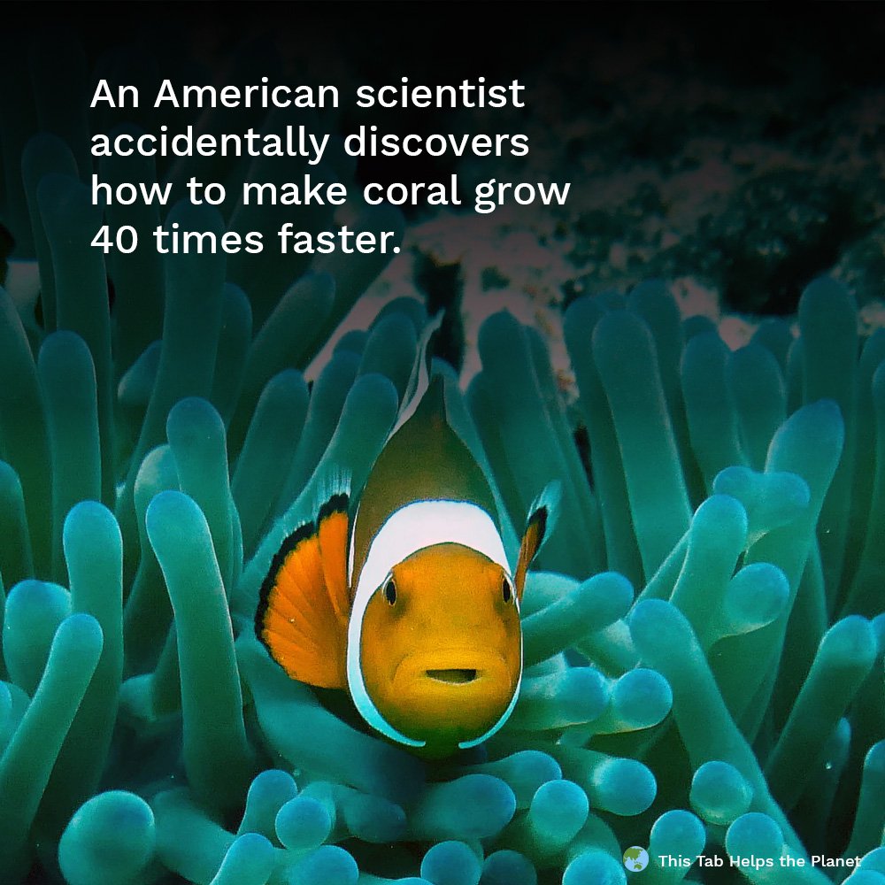 this_tab's tweet photo. Dr. David Vaughan was trying to remove a coral from the bottom of a tank when it broke into a dozen pieces. To his shock, all of the pieces regrew to the same size in just 3 weeks, as opposed to the 3 years. #sustainability #planet #plasticplanet https://t.co/LAfhxdcLoX