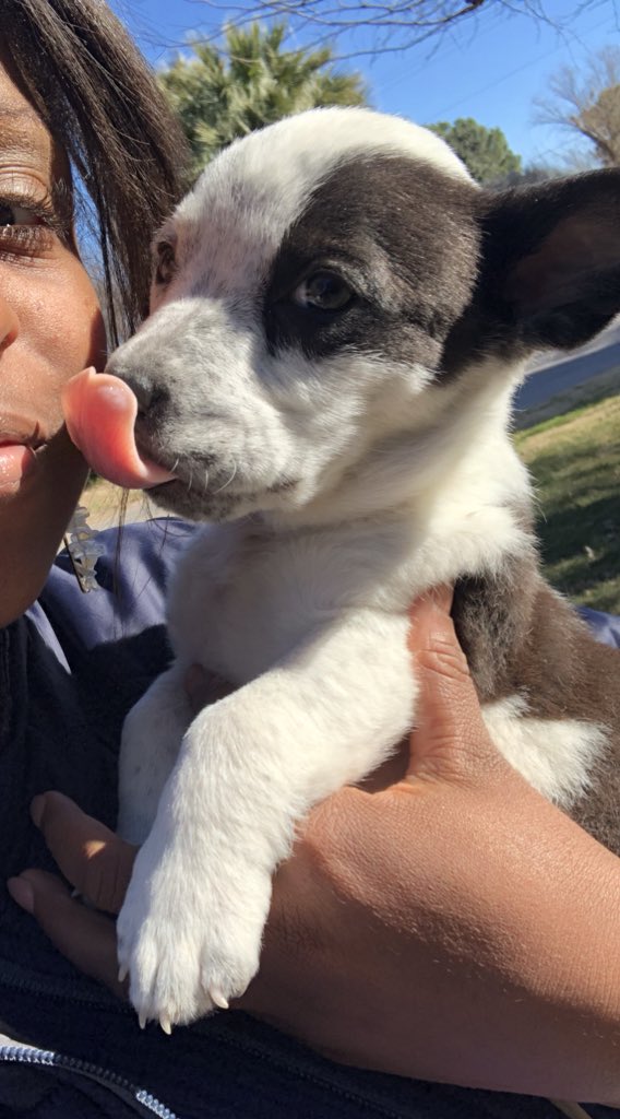 Jala__WashTV's tweet photo. Look at this baby!!! 😍
She is just one of five puppies who was rescued from a freezer in the middle of the dessert in the #Demming area.
I’ll have this full story tonight on @KFOX14 at 9. https://t.co/r1FJSTxTOO