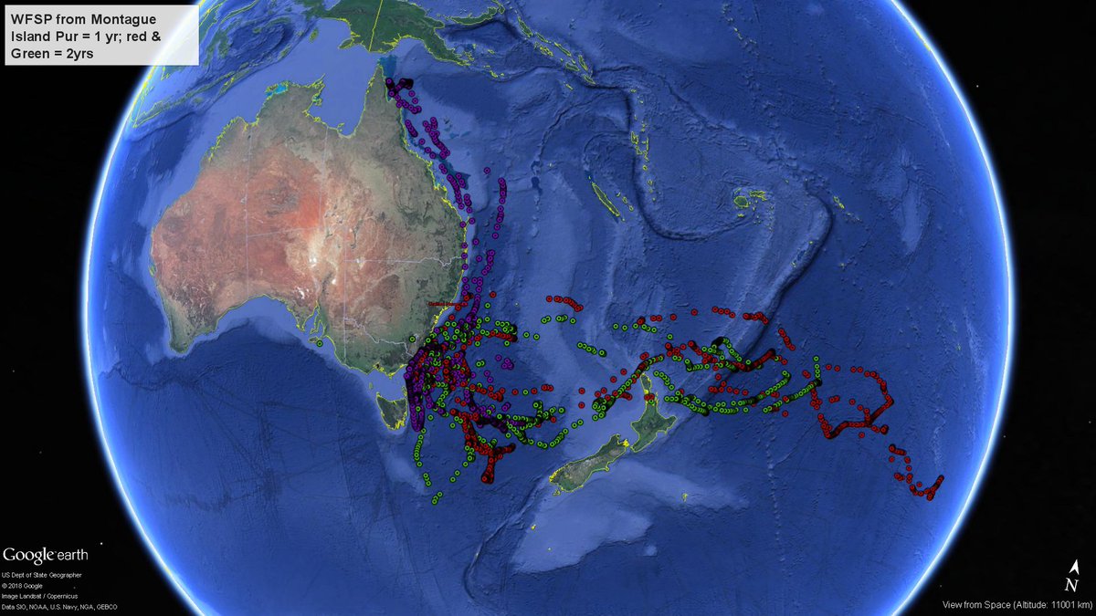 CarlileNicholas's tweet photo. White-faced Stormies track extremes over two years. Our exciting new info from one of the worlds smallest seabirds. https://t.co/BCpepV45M8