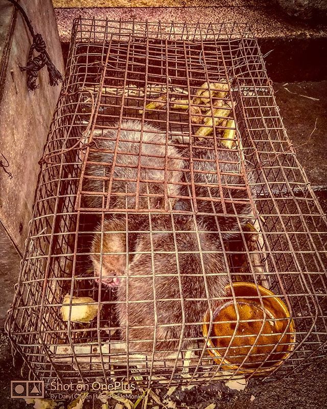 UberPikleMonkey's tweet photo. Bamboo rats sleeping away the rest of their lives
#bamboorat #bamboo #rat #pest #rodent #furry #sleeping #food #chinesefood #cage #zhongshancity #zhongshan #guangdong #china #chinese #randomchina #wetmarket #discover #discoverchina #random #onlyinchina #… https://t.co/9pohFfEqfi https://t.co/lb861SSelC