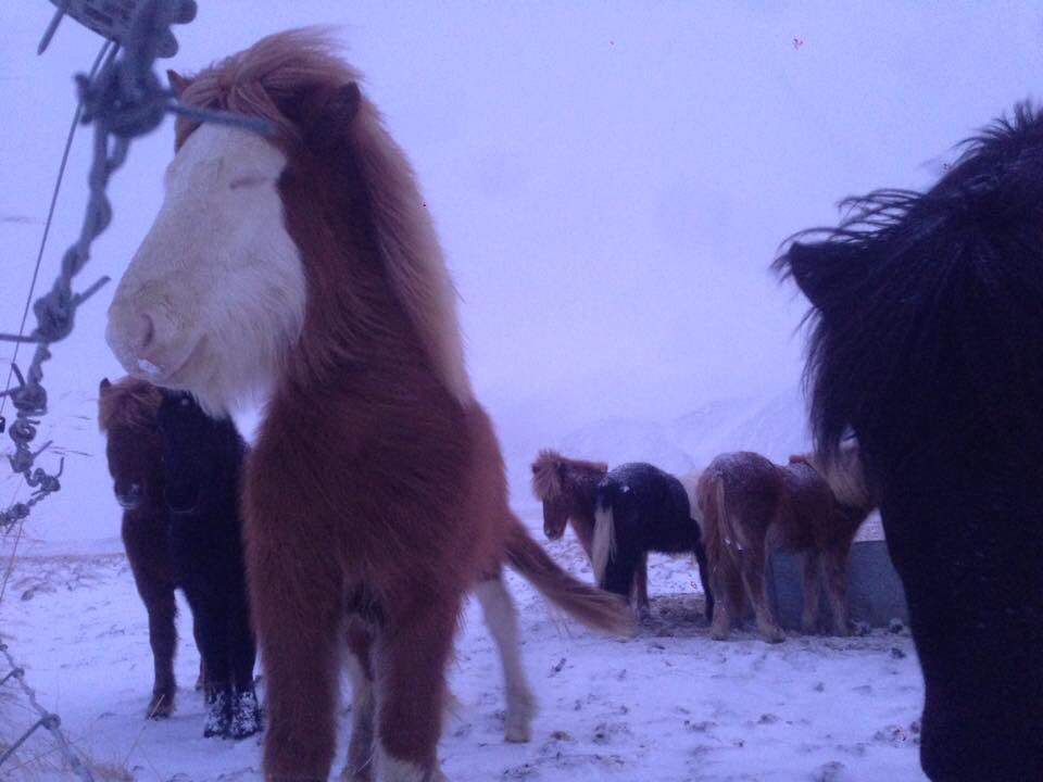 アイスランド馬