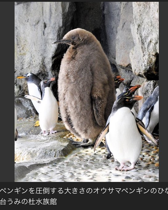 大きすぎ 仙台うみの杜水族館のオウサマペンギンのひなが大きすぎると話題に もこもこのダウンコート着てるみたい と人気 まとめダネ