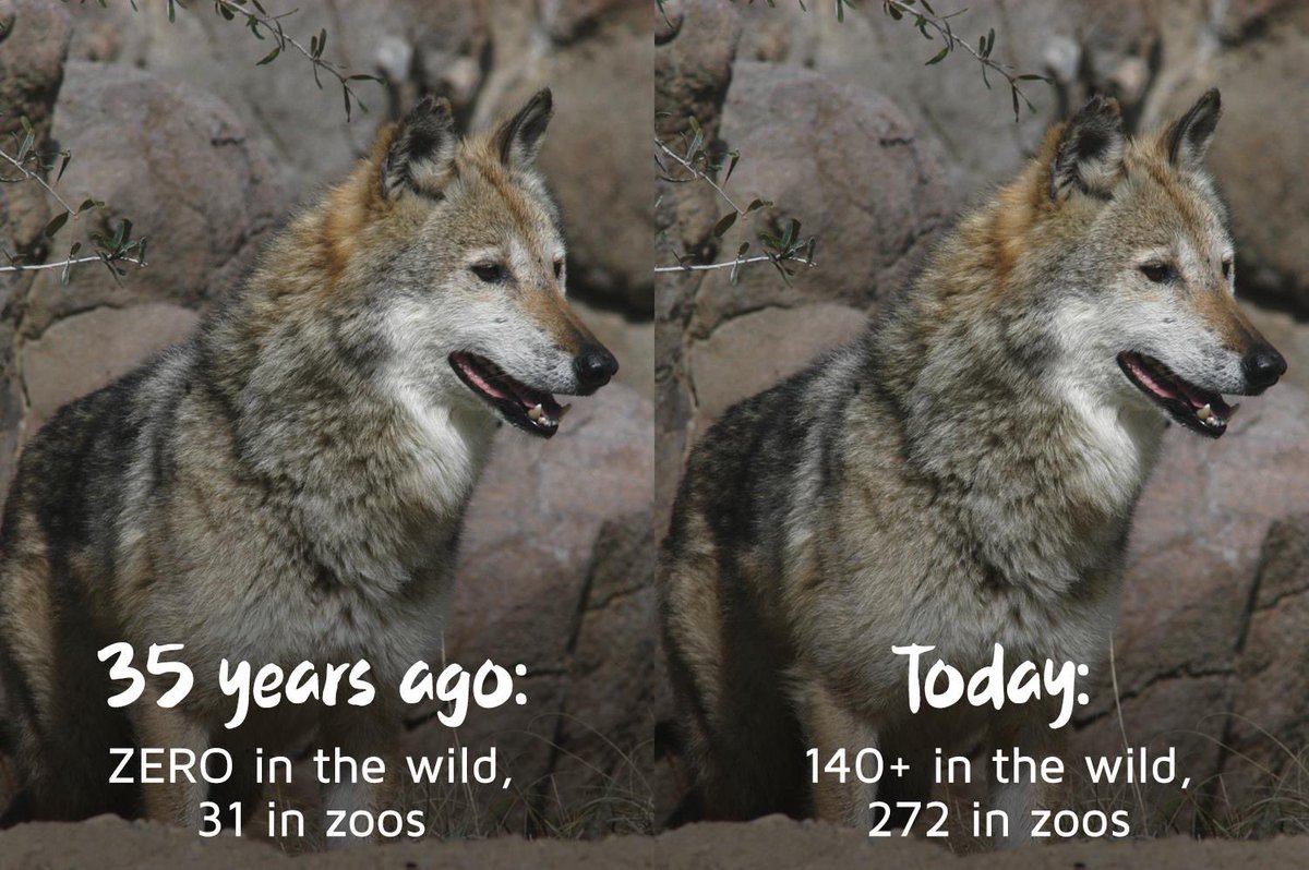 SharonRedrobe's tweet photo. yes zoos can - If it were not the efforts of the Mexican Wolf SSP program coordinated by @livingdesert , there would still be zero Mexican Wolf in the wild today.
@zoos_aquariums @EAZAFund @waza #goodzoos #ConservationOptimism https://t.co/wgBlMGE70K