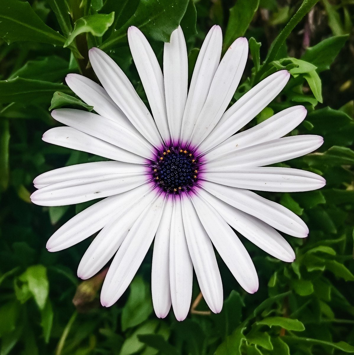 It's #InternationalFlowerDay! Did you know the #flowers found growing in the protected forest surrounding Cannúa inspired our rooms? Discover #Colombia in bloom here: cannua.com