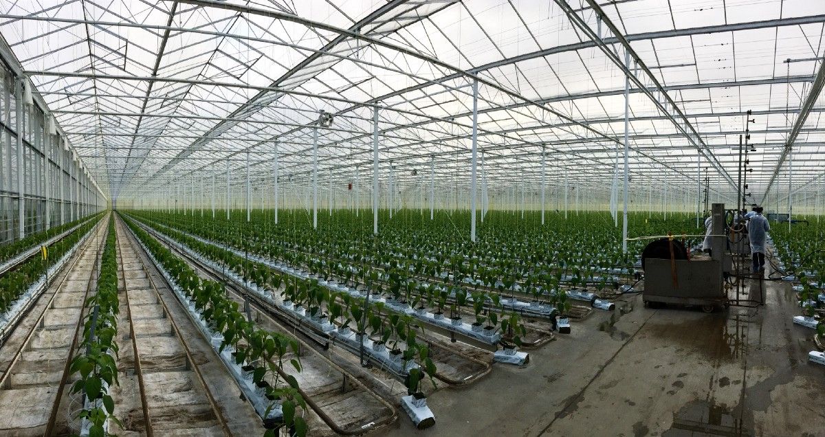 Our friend Micki Seibel reminds us that "indoor ag" is more than just sunless vertical or containerized growing. Greenhouses are already big, especially outside the US buff.ly/2DmcmNG <a href="/LandLadle/">Land & Ladle</a> @micseibel cc: @MRoseAgFoodTech <a href="/seanahull/">Seana Day</a> <a href="/LumiGrow/">LumiGrow Lighting</a> <a href="/indooragcon/">Indoor Ag-Con</a> <a href="/VINE_io/">The VINE</a>