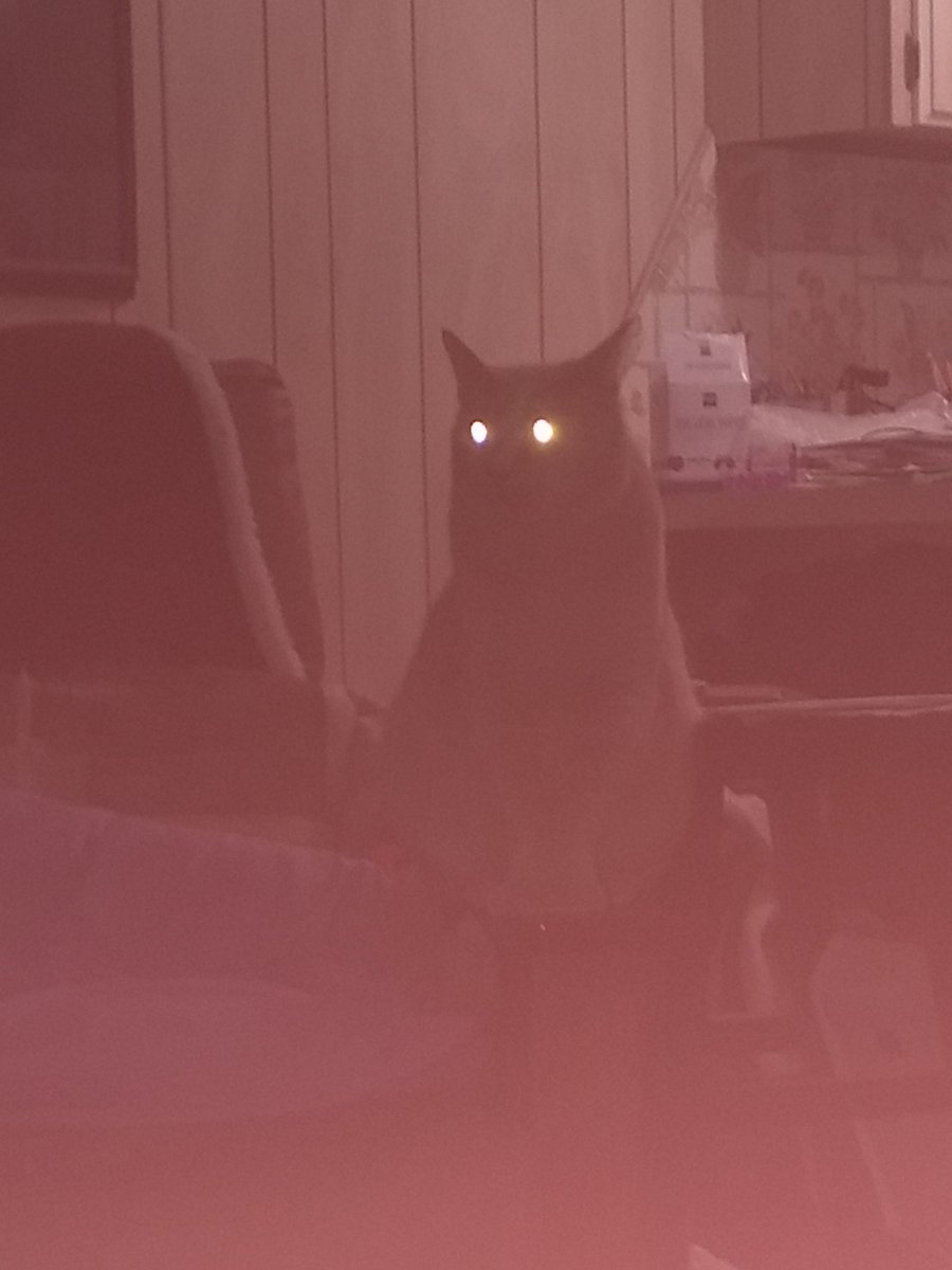 GarfMic's tweet image. I am a god hooman, worship me or I shall absorb your petty soul through mine illuminated orbs.