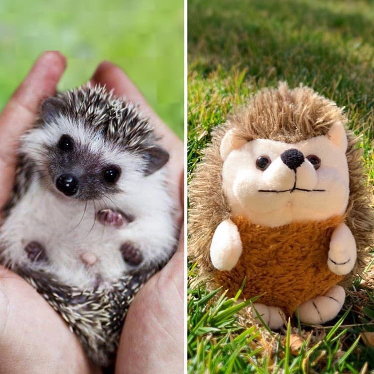 alfredo the hedgehog stuffed animal