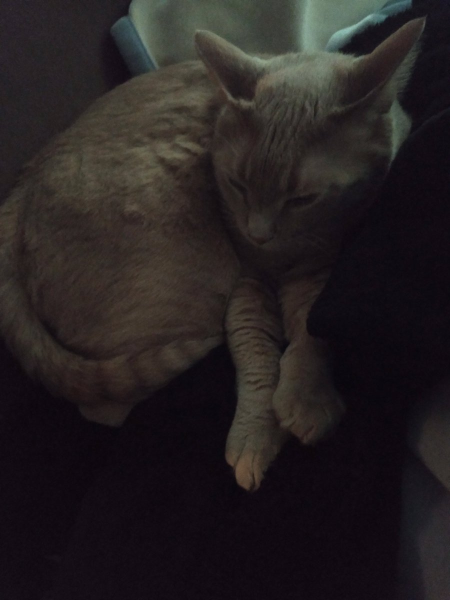 GarfMic's tweet image. 😻