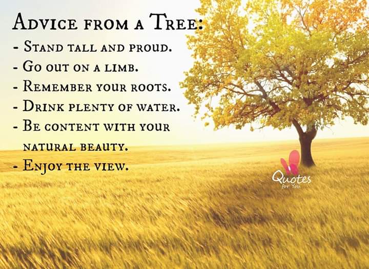 نصائح من شجرة : 
- قف شامخاً وفخوراً
- نمّي فروعك 
- تذكر جذورك
- اشرب الكثير من الماء 
- ارضَ بجمالك الطبيعي 
- استمتع بالمنظر.