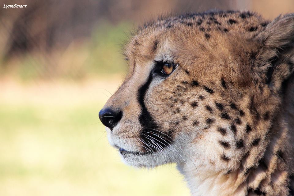 A photo of a cheetah's face with black, tear-like marks. 