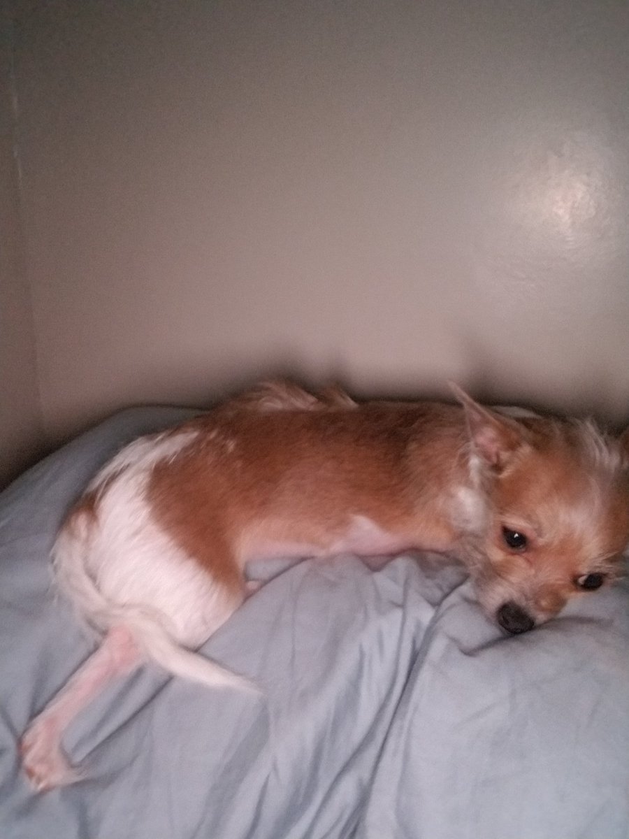 katzakrowski's tweet photo. I love my dog so much. But who thought breeding a 6 lb half hairless, gremlin, ball of anxiety dog, was a good idea. I'm always curious about her previous owners. Also I wish I knew what she looked like as a puppy because I bet she was insanely small... https://t.co/qUdMDWRro2