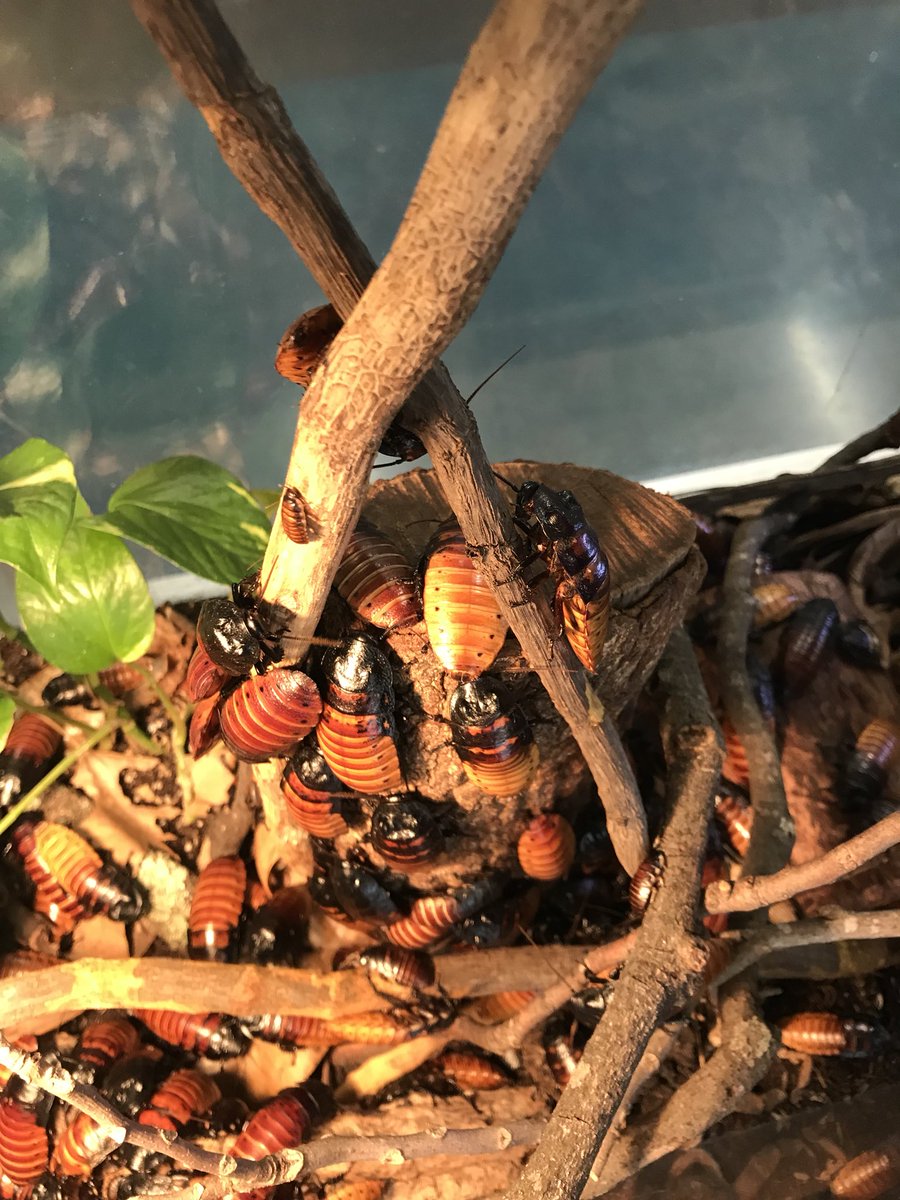 tenene16's tweet photo. Seriously thinking about having them in my classroom, they are beautiful in their own way. #PMET2019 https://t.co/H062FQXLLp