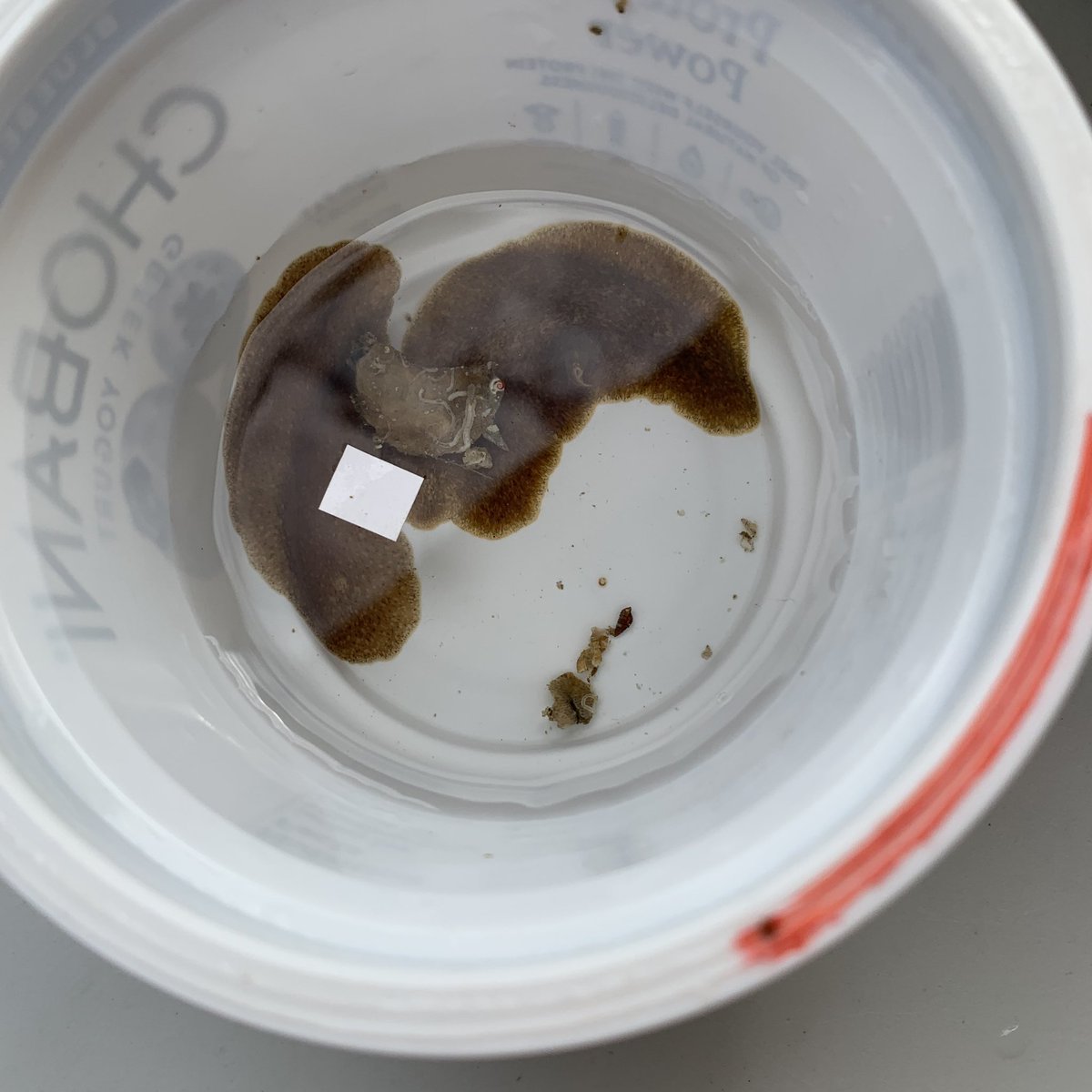 thedmbaker's tweet photo. Day 7 of #MarineGEOhk winter #oceanarms retrievals finishes our #toloharbour site. Many thanks to our @HarbourSchoolHK volunteers who now sort #inverts like pros! Highlights include the biggest #snappingshrimp I’ve ever seen, and some giant #flatworm beauties! @SWIMSHKU https://t.co/sK6dPJ1o3l
