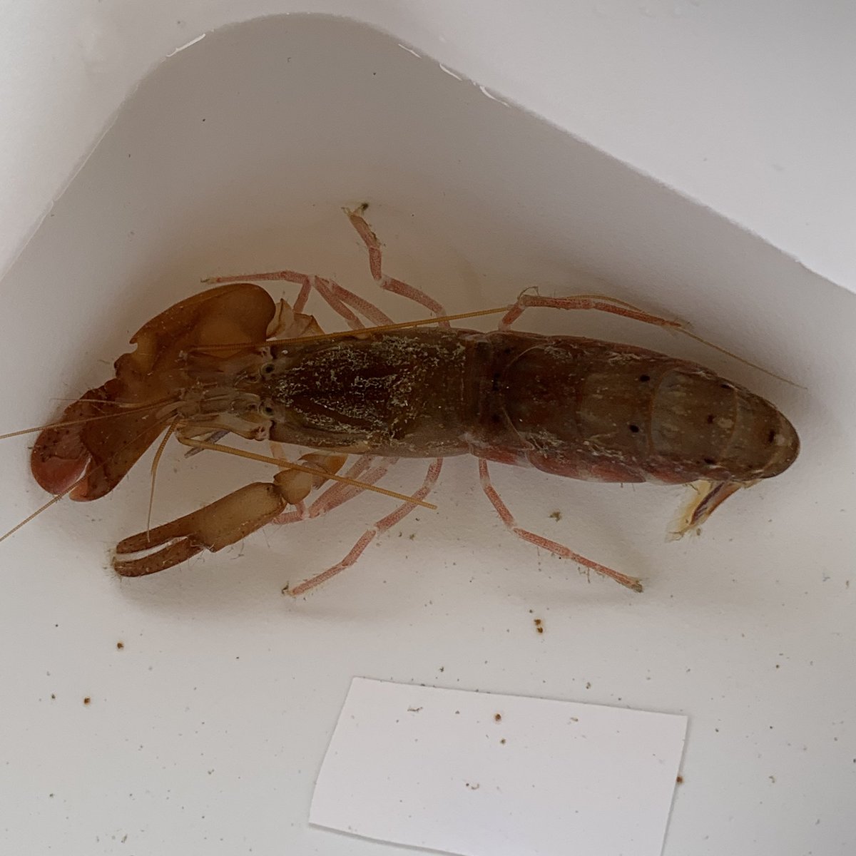 thedmbaker's tweet photo. Day 7 of #MarineGEOhk winter #oceanarms retrievals finishes our #toloharbour site. Many thanks to our @HarbourSchoolHK volunteers who now sort #inverts like pros! Highlights include the biggest #snappingshrimp I’ve ever seen, and some giant #flatworm beauties! @SWIMSHKU https://t.co/sK6dPJ1o3l