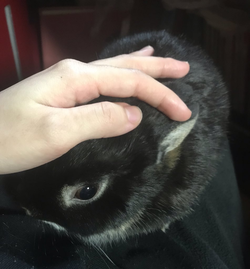 KillRancor's tweet photo. 🐰 https://t.co/qSDonK35H3