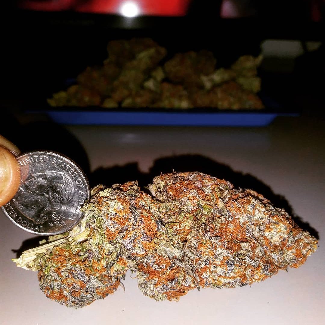 plug_thc tweet picture