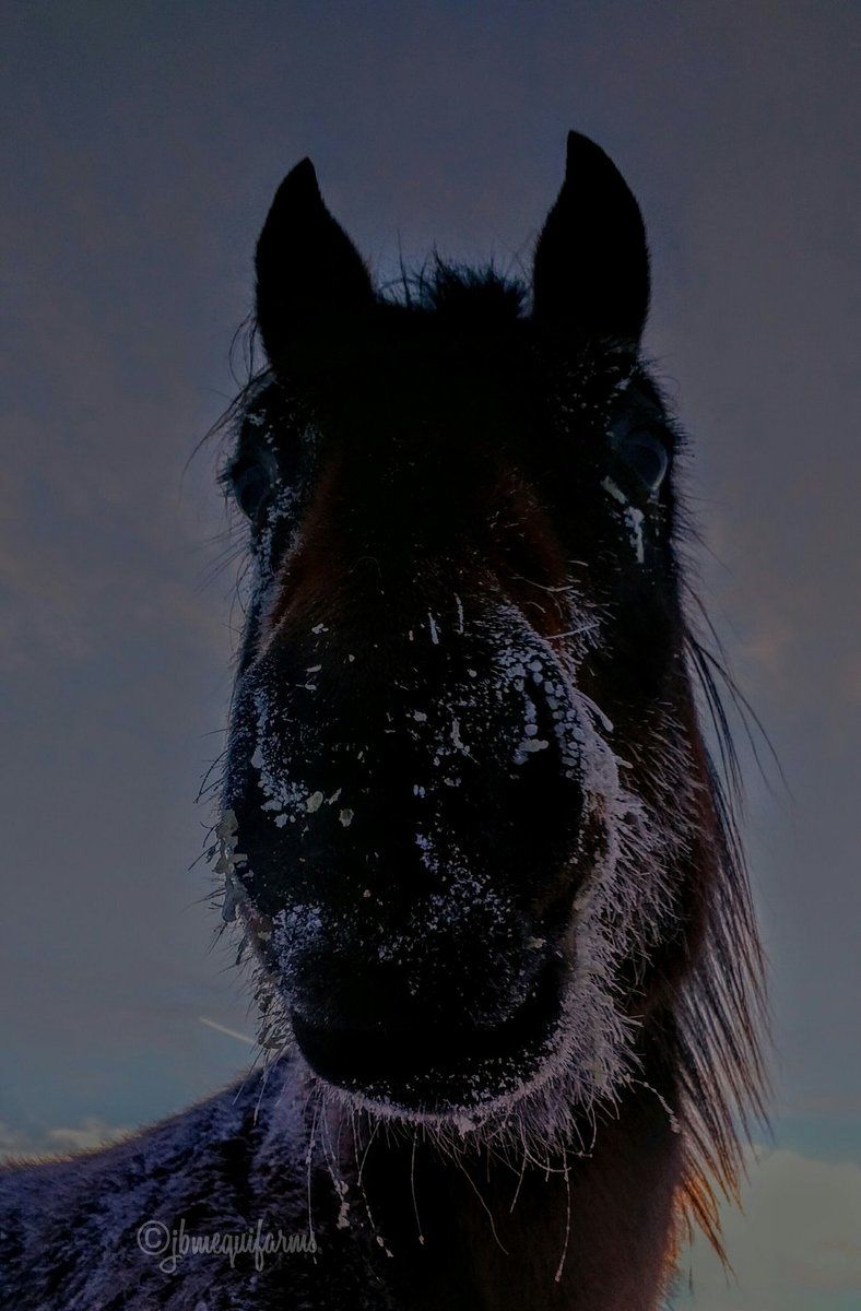 JBMEquiFarms's tweet photo. January 19, 2019 #sunsetaday during #mbstorm #ExtremeCold
Blue isn't impressed but a good feed of extra nutrition and fat along with great Hay always helps. #horses are tough.. #belikeBlue β π #Manitoba #farm #prairie #sunset https://t.co/zMDthG8HtC