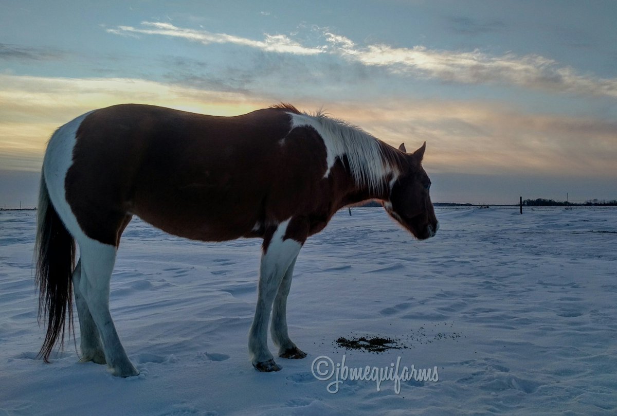 JBMEquiFarms's tweet photo. January 19, 2019 #sunsetaday during #mbstorm #ExtremeCold
Blue isn't impressed but a good feed of extra nutrition and fat along with great Hay always helps. #horses are tough.. #belikeBlue β π #Manitoba #farm #prairie #sunset https://t.co/zMDthG8HtC
