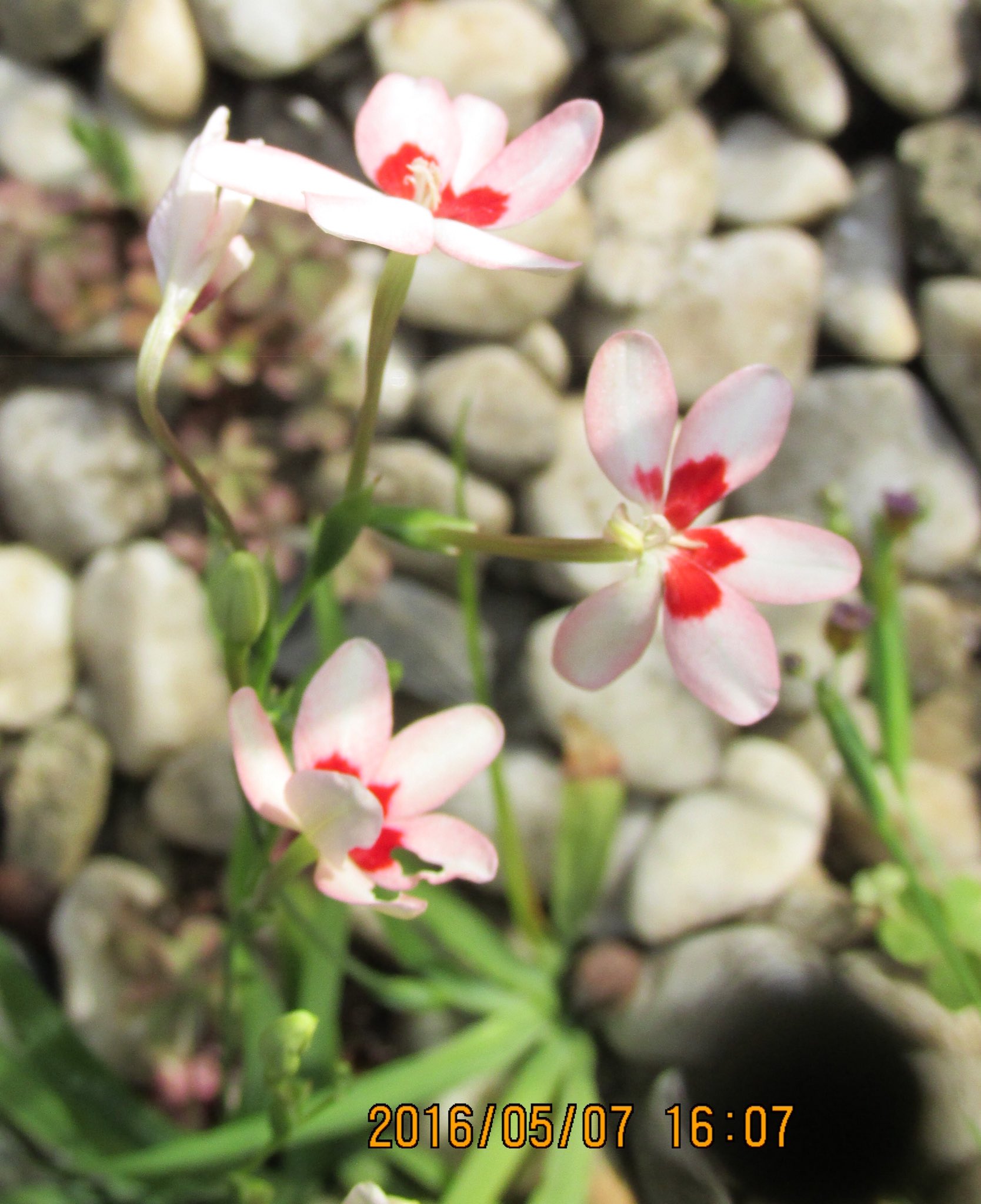 ぴあり 我が家のヒメヒオウギです 毎年可愛らしく咲いてくれます 花言葉は 歓喜 青春の喜び 楽しい思い出 強い心 誠実 気品 個性美 ヒメヒオウギ 姫檜扇 花 植物 T Co Ohkgwbuqrm Twitter