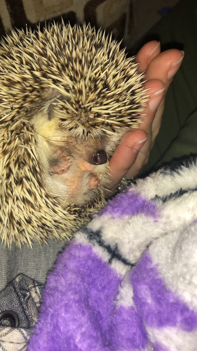 takithecorgi's tweet image. I #pissedoff my #hedgehog