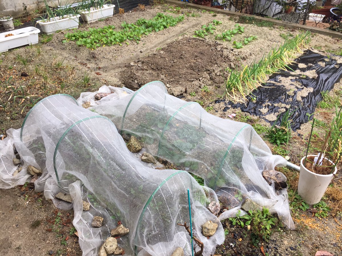 背油マン Go企画代表 朝から雨かぁ 野菜には恵みの雨や 大根 ネギ ニンニク 玉ねぎ イチゴ ほうれん草 かつお菜 小かぶ アスパラガス バジル 家庭菜園 放置栽培 雑草は抜く 水も農薬も撒かない 植物はみんな友達 背油マン Go企画代表 朝から雨かぁ 野菜には恵みの雨や 大根 ネギ ニンニク 玉ねぎ イチゴ ほうれん草 かつお菜 小かぶ アスパラガス バジル 家庭菜園 放置栽培 雑草は抜く 水も農薬も撒かない 植物はみんな友達