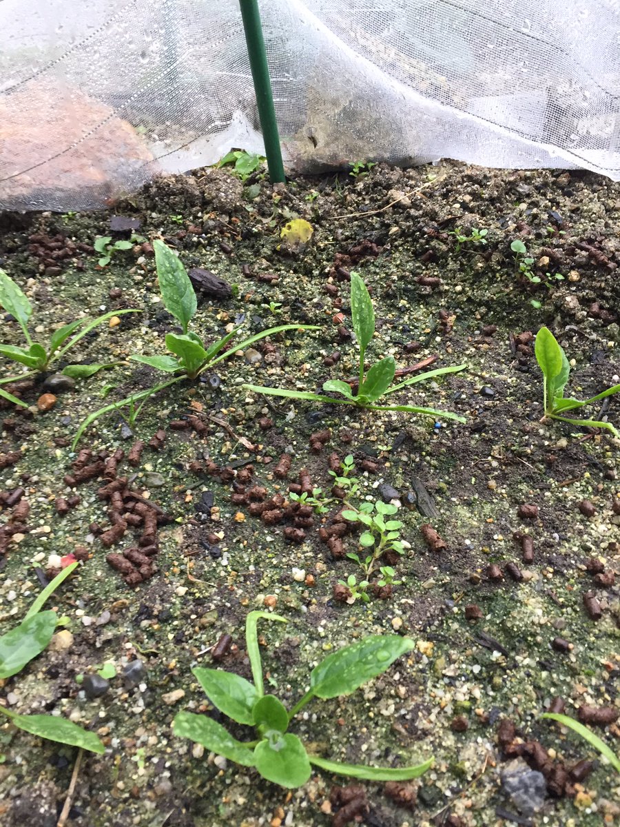 背油マン Go企画代表 朝から雨かぁ 野菜には恵みの雨や 大根 ネギ ニンニク 玉ねぎ イチゴ ほうれん草 かつお菜 小かぶ アスパラガス バジル 家庭菜園 放置栽培 雑草は抜く 水も農薬も撒かない 植物はみんな友達 背油マン Go企画代表 朝から雨かぁ 野菜には恵みの雨や 大根 ネギ ニンニク 玉ねぎ イチゴ ほうれん草 かつお菜 小かぶ アスパラガス バジル 家庭菜園 放置栽培 雑草は抜く 水も農薬も撒かない 植物はみんな友達