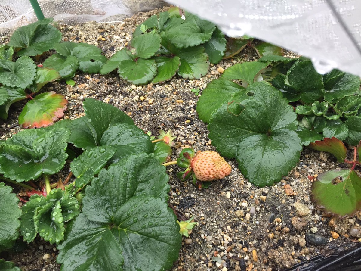 背油マン Go企画代表 朝から雨かぁ 野菜には恵みの雨や 大根 ネギ ニンニク 玉ねぎ イチゴ ほうれん草 かつお菜 小かぶ アスパラガス バジル 家庭菜園 放置栽培 雑草は抜く 水も農薬も撒かない 植物はみんな友達 背油マン Go企画代表 朝から雨かぁ 野菜には恵みの雨や 大根 ネギ ニンニク 玉ねぎ イチゴ ほうれん草 かつお菜 小かぶ アスパラガス バジル 家庭菜園 放置栽培 雑草は抜く 水も農薬も撒かない 植物はみんな友達