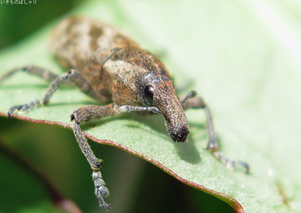 いきものぱしゃり ハスジカツオゾウムシ 5月 こんなの可愛いに決まってる