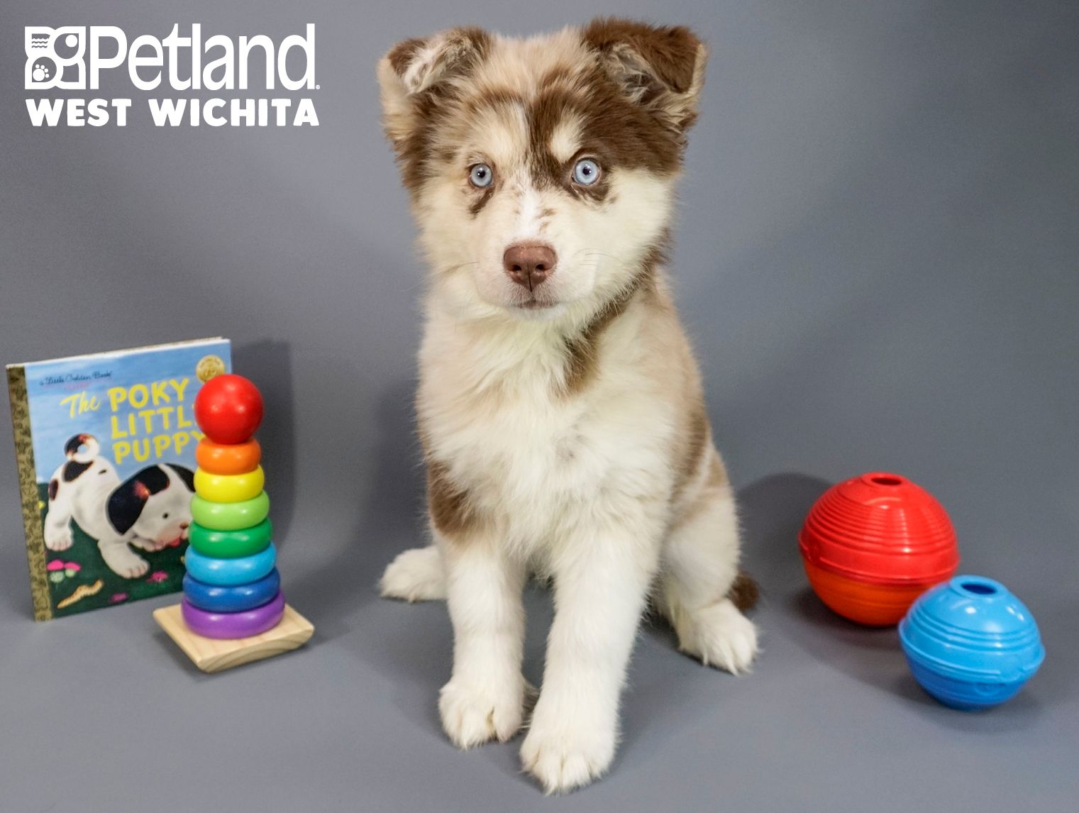 Ausky puppies for hotsell sale near me