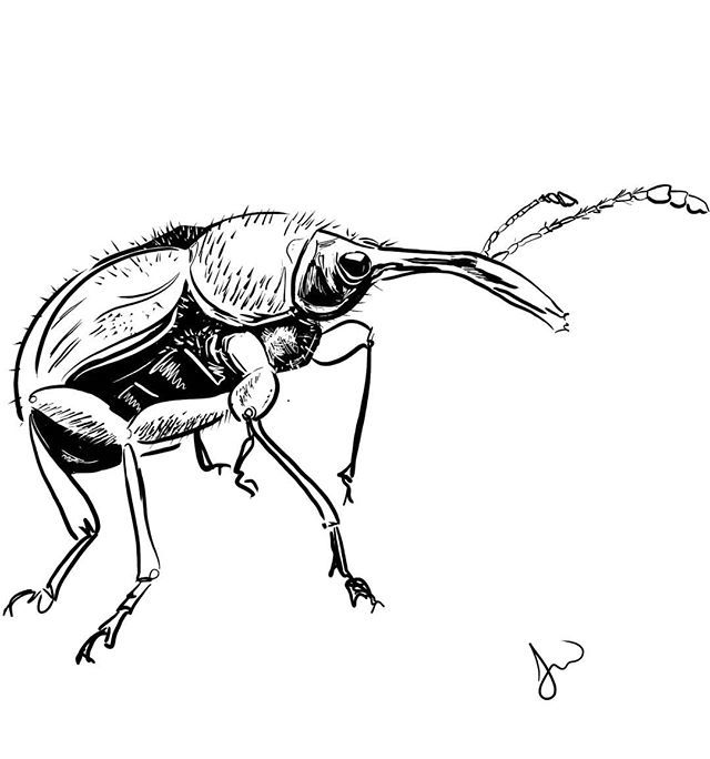 DesignWebJae's tweet photo. #bugart #morebugs #idontknowwhatthisis #entomology #entomologist #bugs #whatisthisbug https://t.co/xq0mwBMWUS https://t.co/kFh3mehaU9