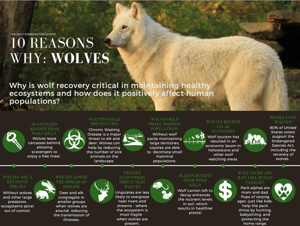 Ten reasons why wolves are #essential.