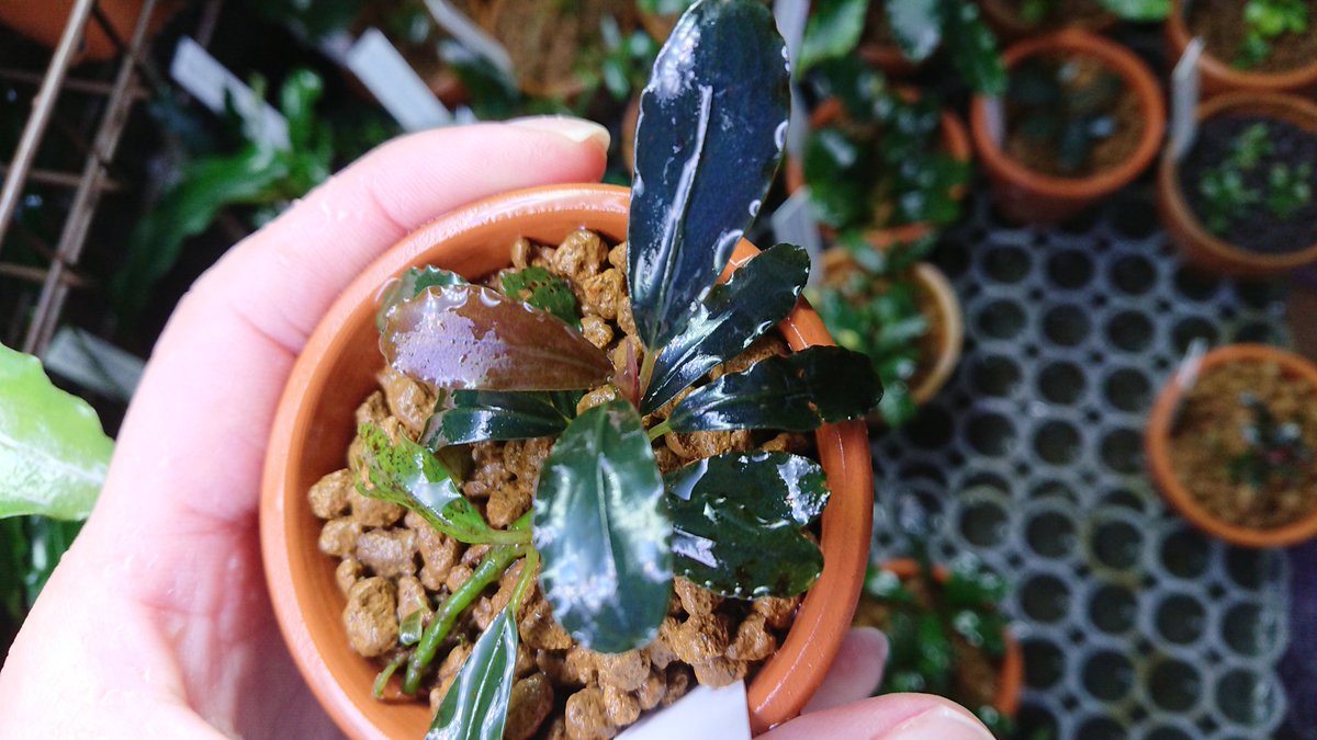 TB便Bucephalandra 3 ブセファランドラ sp.