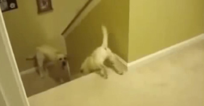 【笑った】教育方針が違い過ぎるｗｗｗ階段の降り方を教える犬と猫。 petfilm.biz/?p=82460