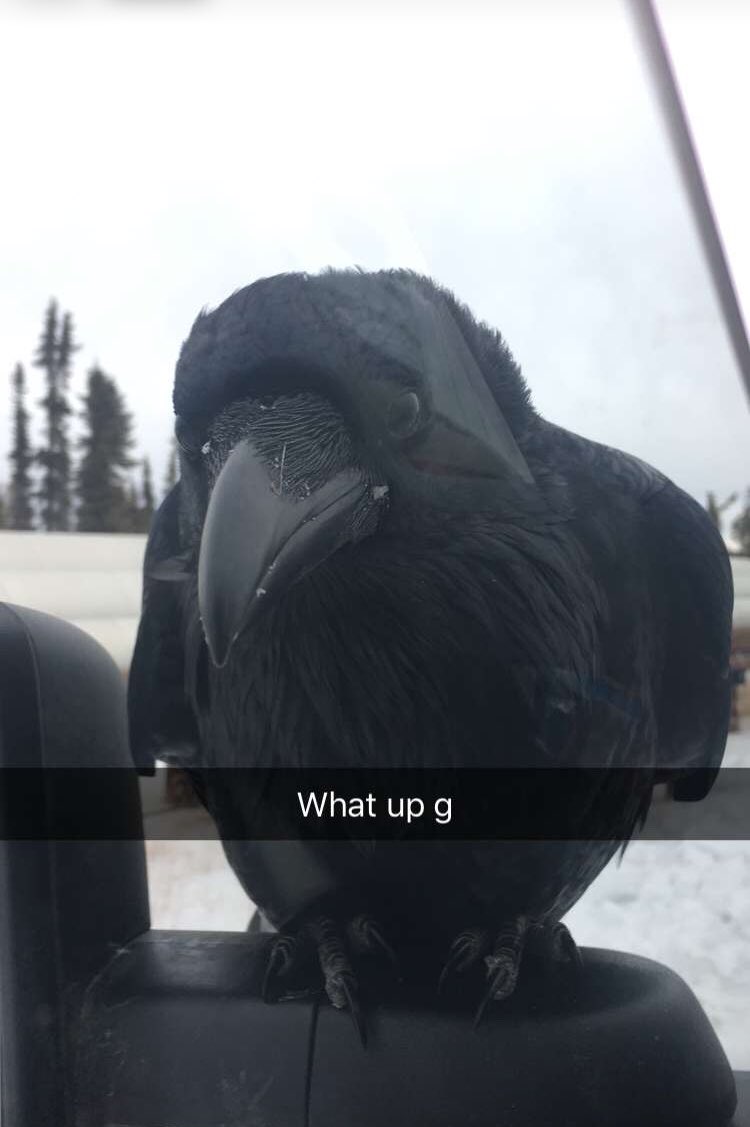 Iamtherealgoose's tweet photo. @RavenVictoria95 https://t.co/It3LUq3lLA