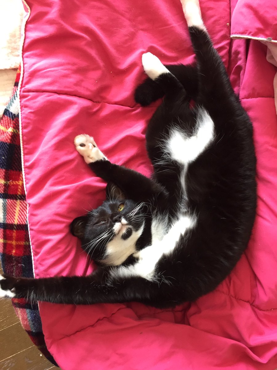 猫さん いくら可愛いといっても毎日見てたら慣れると思ったが 猫の深みにハマった飼い主さんたちの告白 湧き上がる可愛さの泉 Togetter 猫さん いくら可愛いといっても毎日見てたら慣れると思ったが 猫の深みにハマった飼い主さんたちの告白 湧き上がる可愛さの泉 Togetter