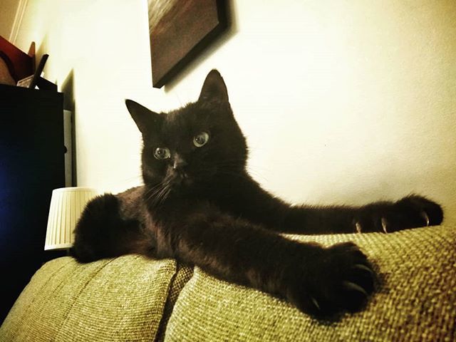 #cattime #чернаябестия bit.ly/2U1dxry