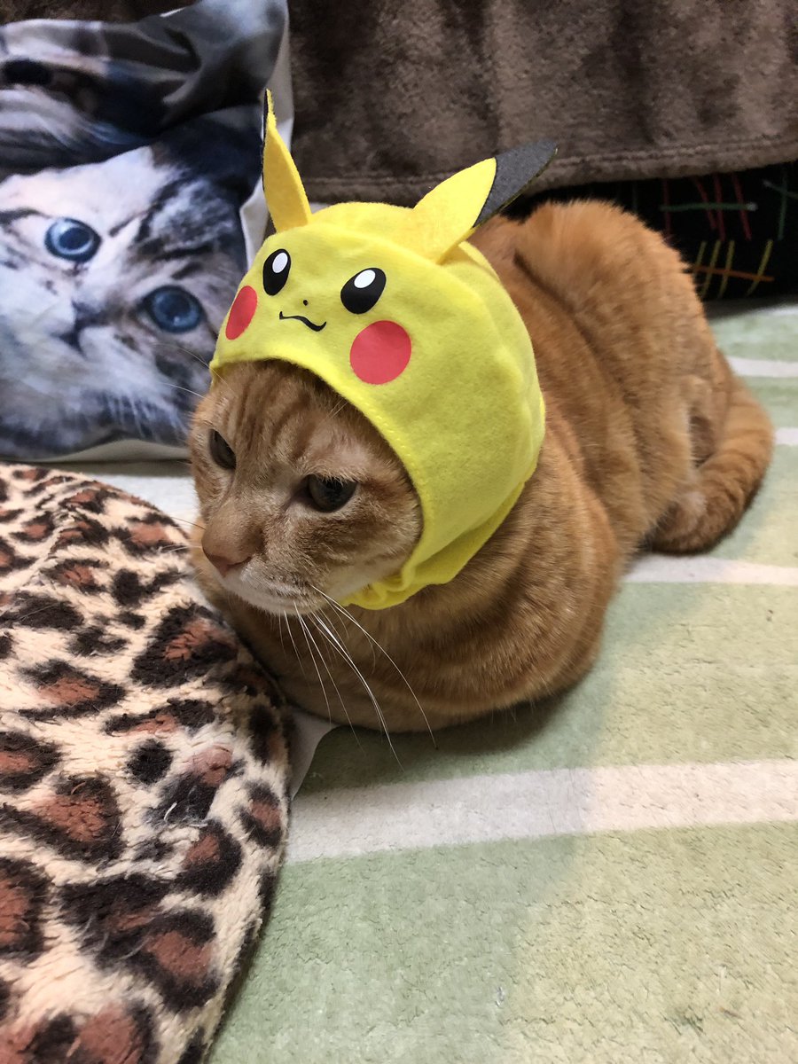 ストリートファイター No 411 ピカチュウになった仔猫 猫 絵 6293a870 購入できるネット通販サイト Www Cfscr Com