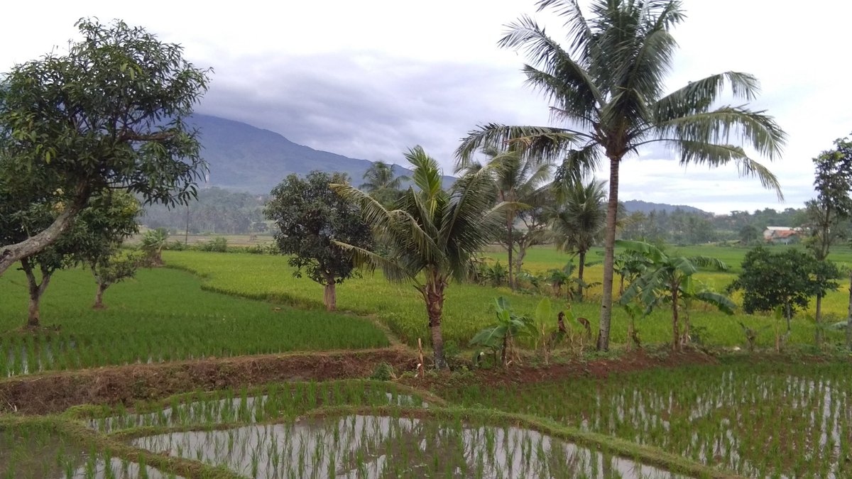 #wisatacirebon #visitcirebon #plesirwisatacirebon #desamatangaji #wisatadesa #desacirebon #matangaji