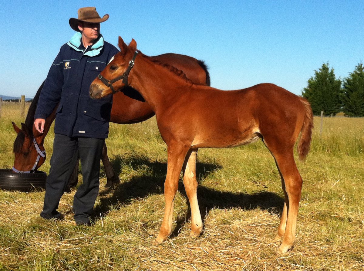 jaegermark1's tweet photo. Words can’t describe the loss of our treasured Vianden. Always was a star  from day one and a real country icon. Thanks to @coffeyracing and regular rider @HTCoffey for getting the best out of him and to @Racing @Country_Racing for telling his story.
RIP old mate. Jaeger family. https://t.co/sX9HBrKbad