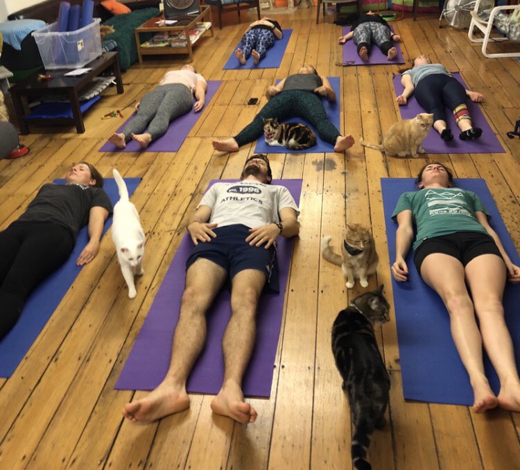 purrsandbeansnz's tweet photo. Looking for that purrfect mix of fitness and relaxation therapy? Cat yoga is for you! Come join us for tomorrow’s class - book online meow 🐱🙏🏻🐱
https://t.co/klv2DzDDn9
#yogaatbaristacats #catyoga #eventsatbaristacats #thingstodoinauckland #baristacats https://t.co/ezhH5u1OCL