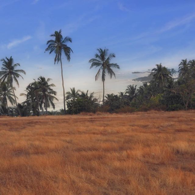 'The sky is the beginning of the limit.' #mchammer

#quotestoliveby #sky #skyporn #clouds #palmtrees #ozran #vagator #goa #nature #naturalbeauty #discovergoa 
#regram @beautyandthebeing_travel