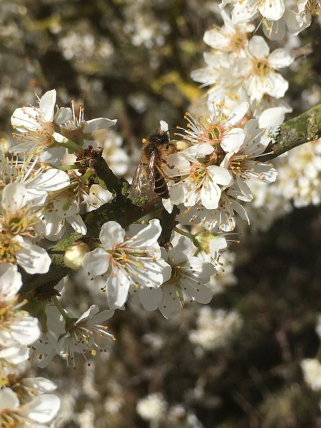 ESWH2O's tweet photo. We work with nature charities to improve #OurWaters for customers, wildlife, and the environment. Weโll be building on successes like our British Black Bees ๐project with @EssexWildlife and #BIBBA to make a real difference to nature in Essex @WCl_News @WaterUK #sundaymorning https://t.co/5D9rA0RP2q